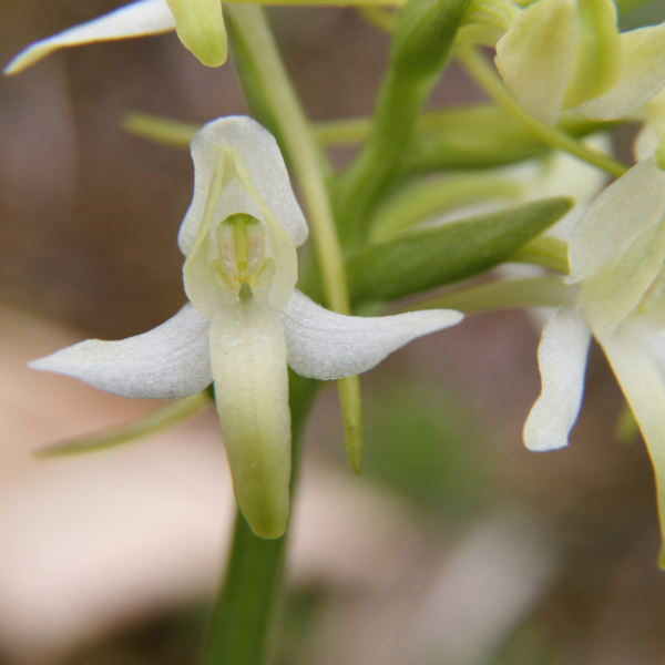 Plathantera bifolia